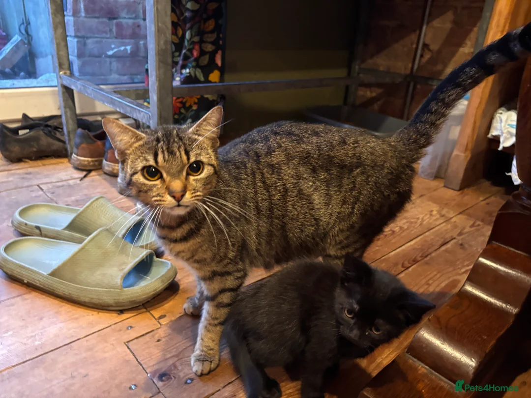 British Shorthair cats for sale: All black beautiful female kitten  - Advert 2