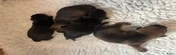 Border Terrier dogs for sale: Border Terrier Male Puppies  - Advert 3