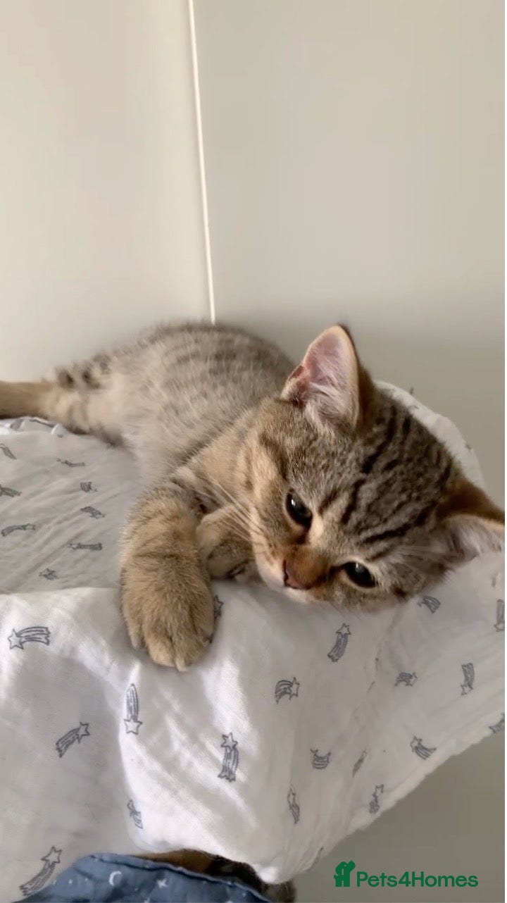 British Shorthair cats for sale: Beautiful British Shorthair Babies 🤍 - Advert 2