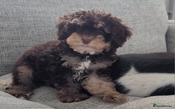 Cavapoo dogs for sale: Chocolate phantom tri cavapoo - Image 1