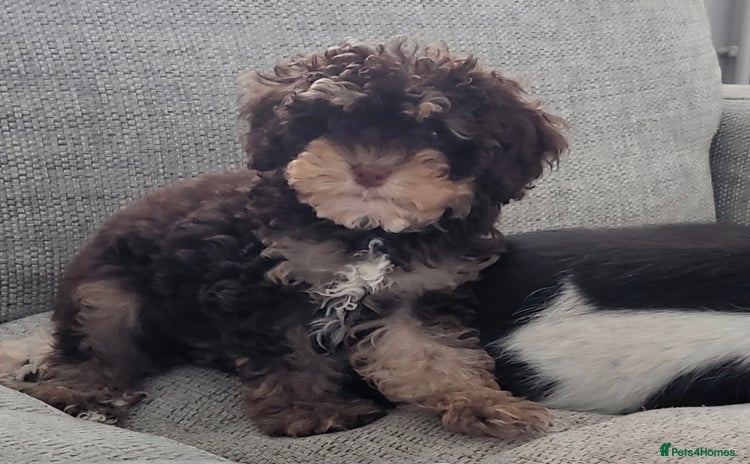 Cavapoo dogs - Advert 1