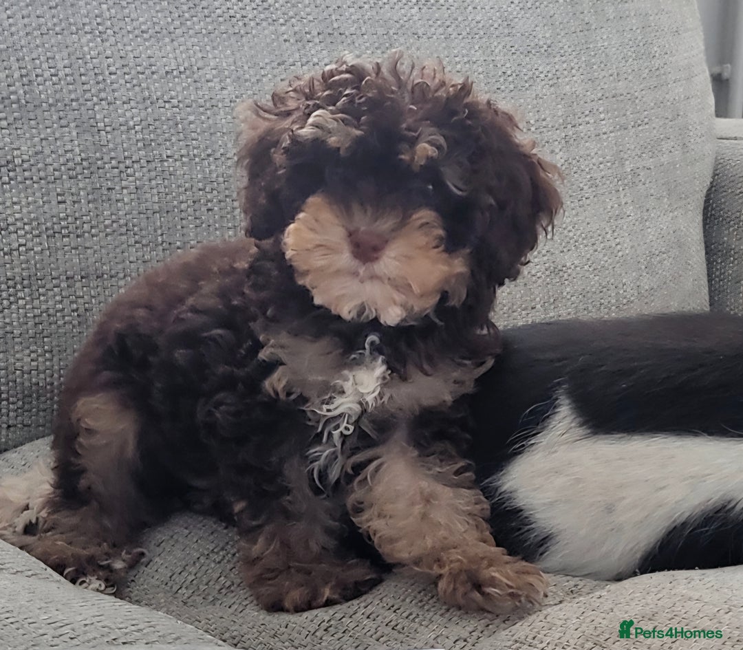 Cavapoo dogs for sale: Chocolate phantom tri cavapoo - Image 1