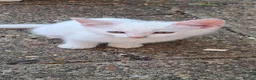 Balinese cats for sale: Balinese mix ready on Friday  - Advert 14