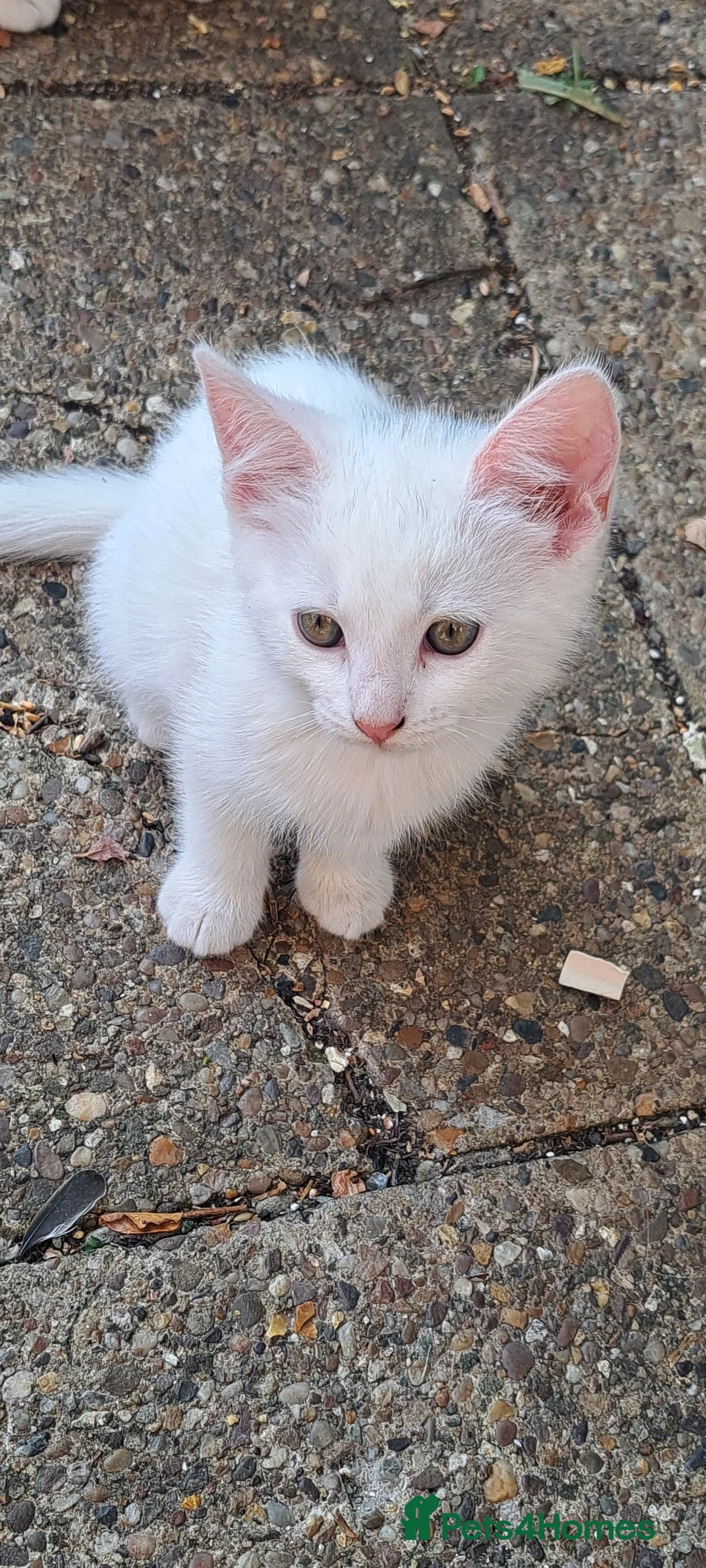 Balinese cats for sale: Balinese mix ready on Friday  - Advert 14