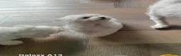 Maltese dogs for sale: 5 Outstanding pedigree Maltese puppies - Advert 10