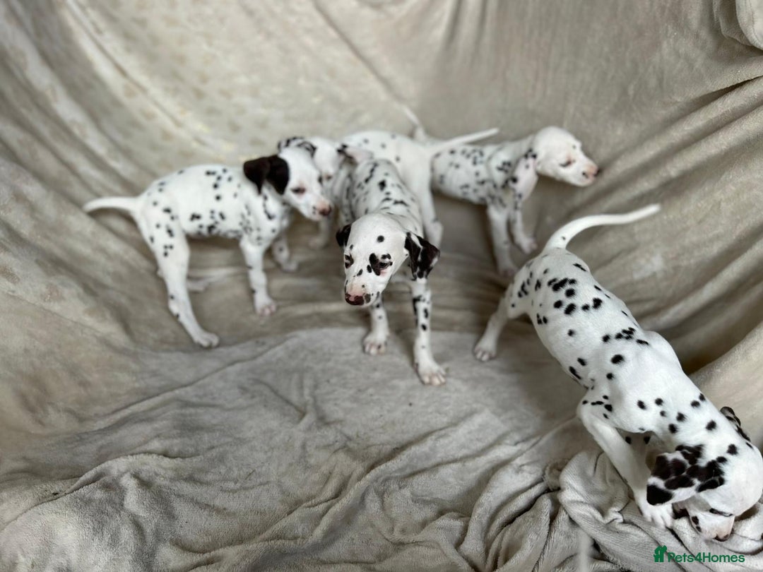 Dalmatian dogs for sale: Liver spot Dalmatian puppies - Image 4