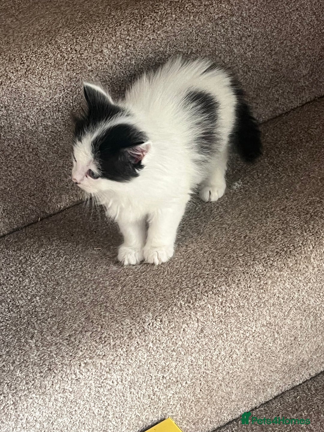 Mixed Breed cats for sale: Mixed calico litter  - Image 10