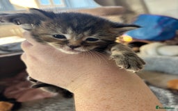 Maine Coon cats for sale: Mainecoon cross  - Image 5