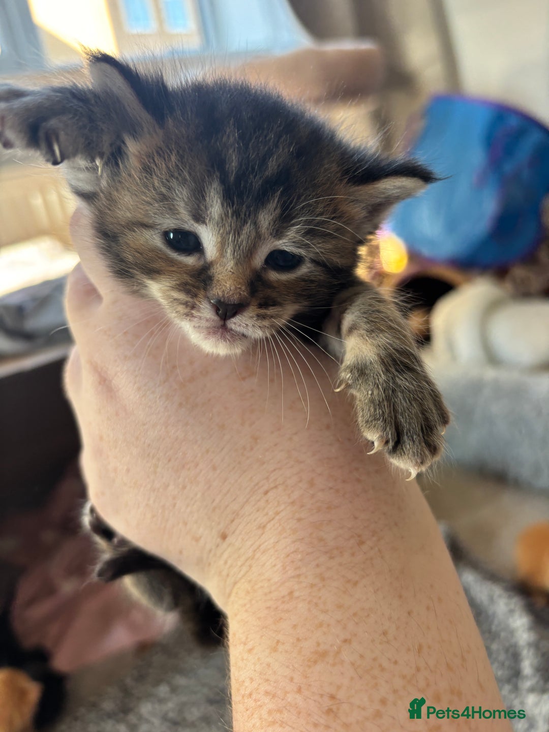 Maine Coon cats for sale: Mainecoon cross  - Image 5
