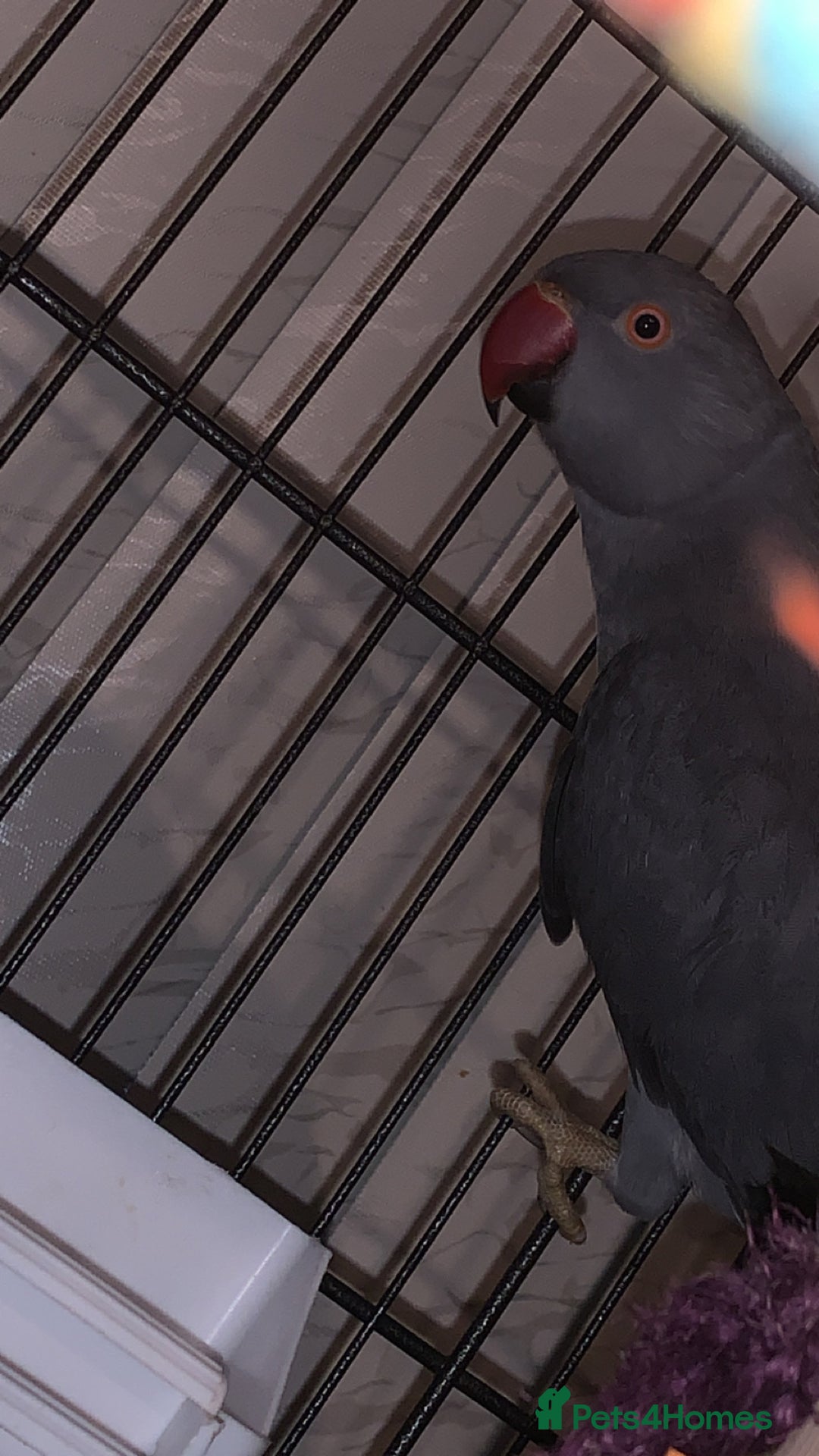 Ringnecks birds for sale: Beautiful purple/grey female Indian ringneck - Advert 2