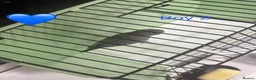 Budgerigars birds for sale: Black face budgies  - Advert 9