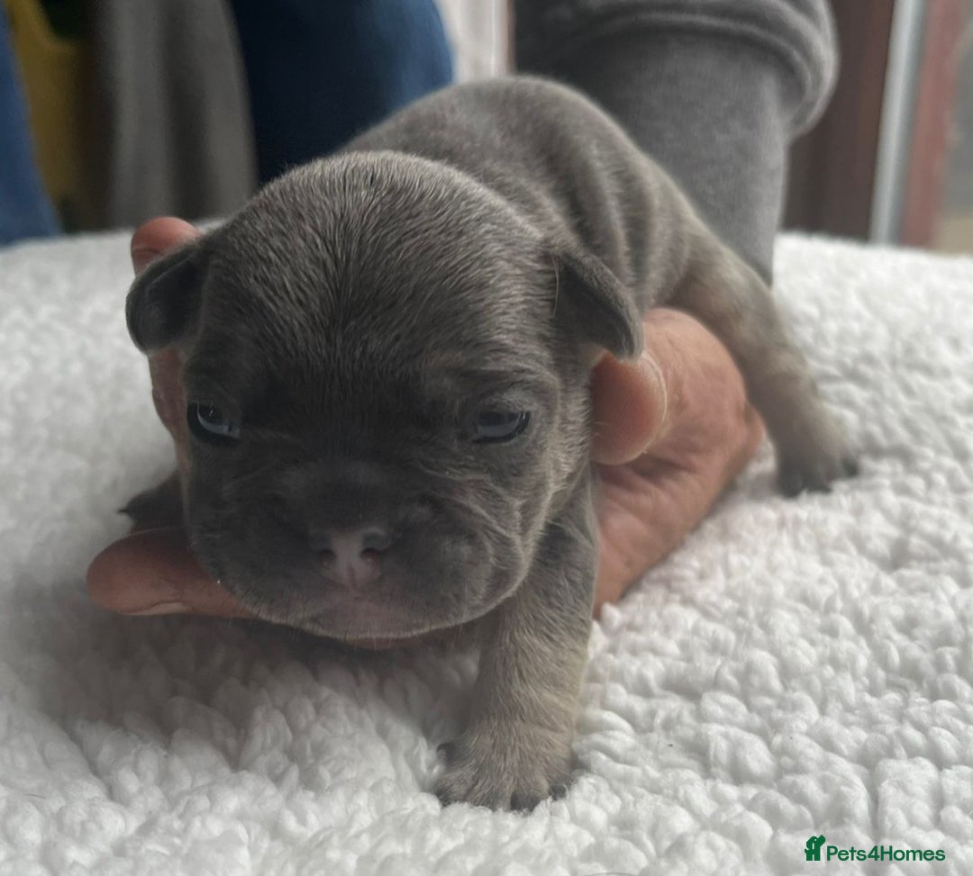 French Bulldog dogs for sale: 7 Stunning Babies ❤️💙 - Image 12