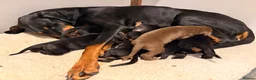 Dobermann dogs for sale: KC Dobermans  - Advert 9