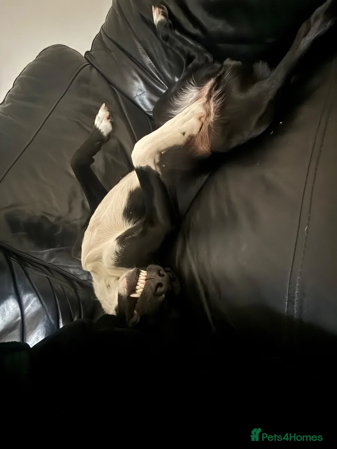 Mixed Breed dogs for sale: Luna  in Rossendale - Advert 2