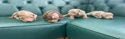 Miniature Dachshund dogs for sale: 5⭐️ Licensed. PRA clear dapple mini Daxis  - Advert 3