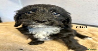 Cockapoo dogs Stunning f1 cockerpoo puppies for loving homes  - Advert 16