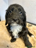 Cockapoo dogs Stunning f1 cockerpoo puppies for loving homes - Advert 16