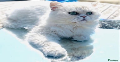Persian cats in Gerrards Cross - Advert 15