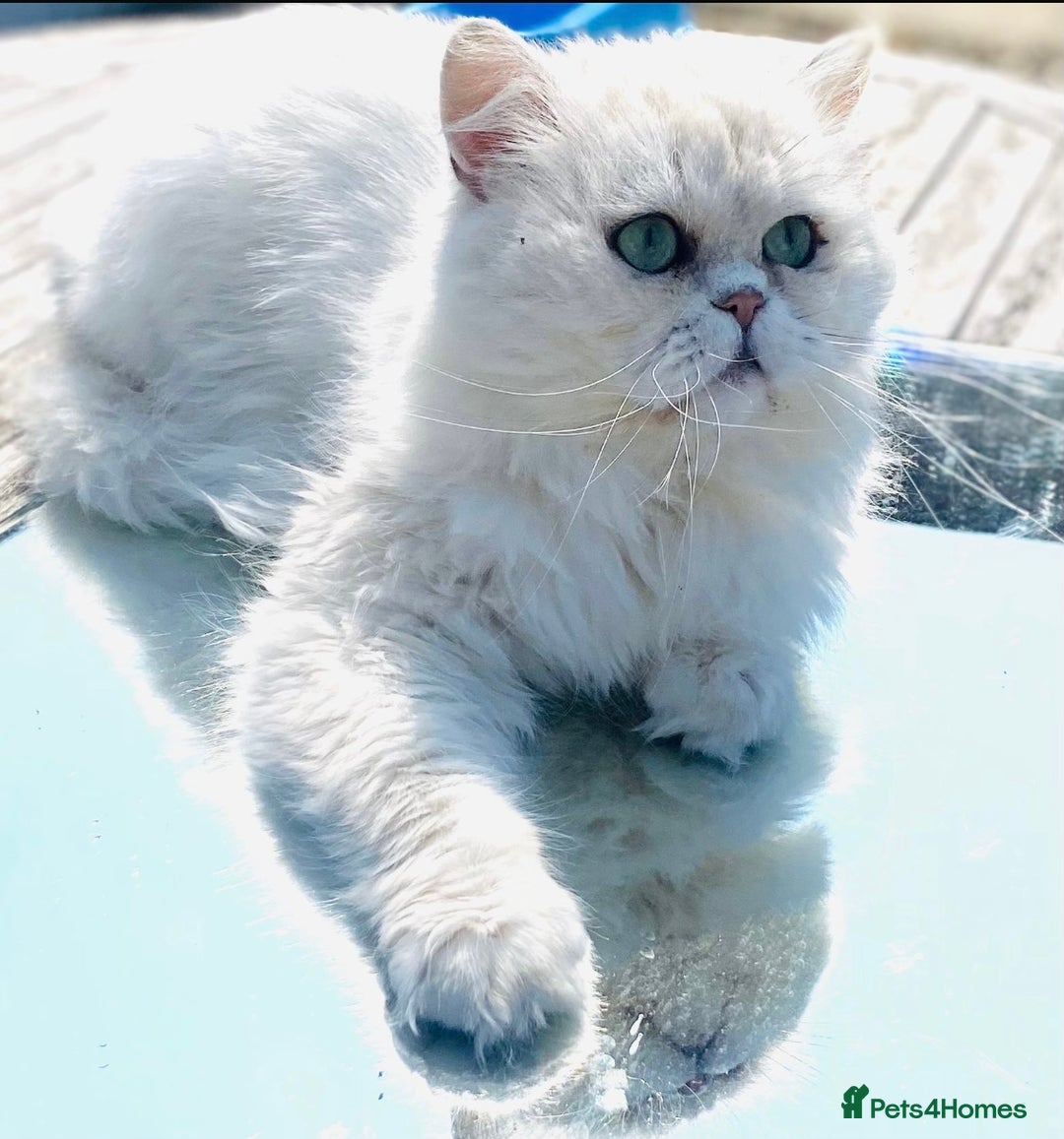 Persian cats for stud: ⭐️PERSIAN CHINCHILLA  PEDIGREE  STUD⭐️ in Gerrards Cross - Image 3
