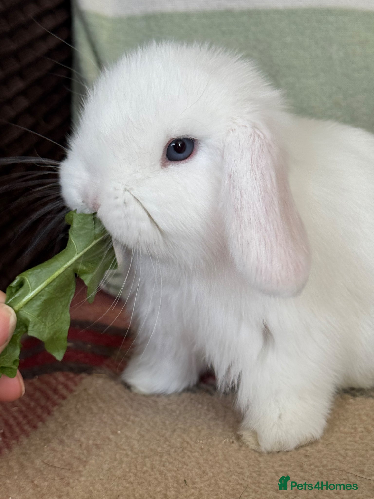 Mini Lop rabbits Gorgeous mini lop babies *vaccinated* - Advert 1