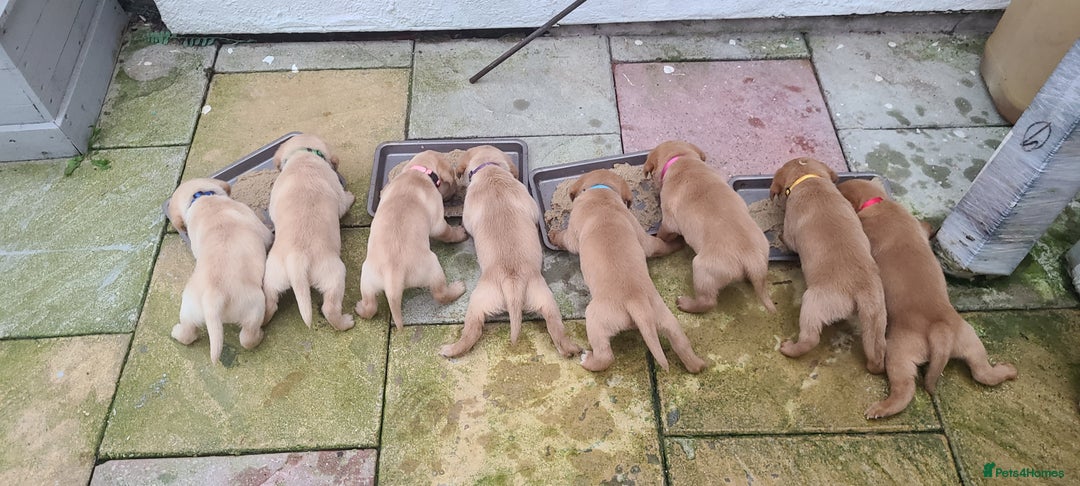 Labrador Retriever dogs for sale: READY NOW Stunning Fox red Labrador puppies - Advert 4