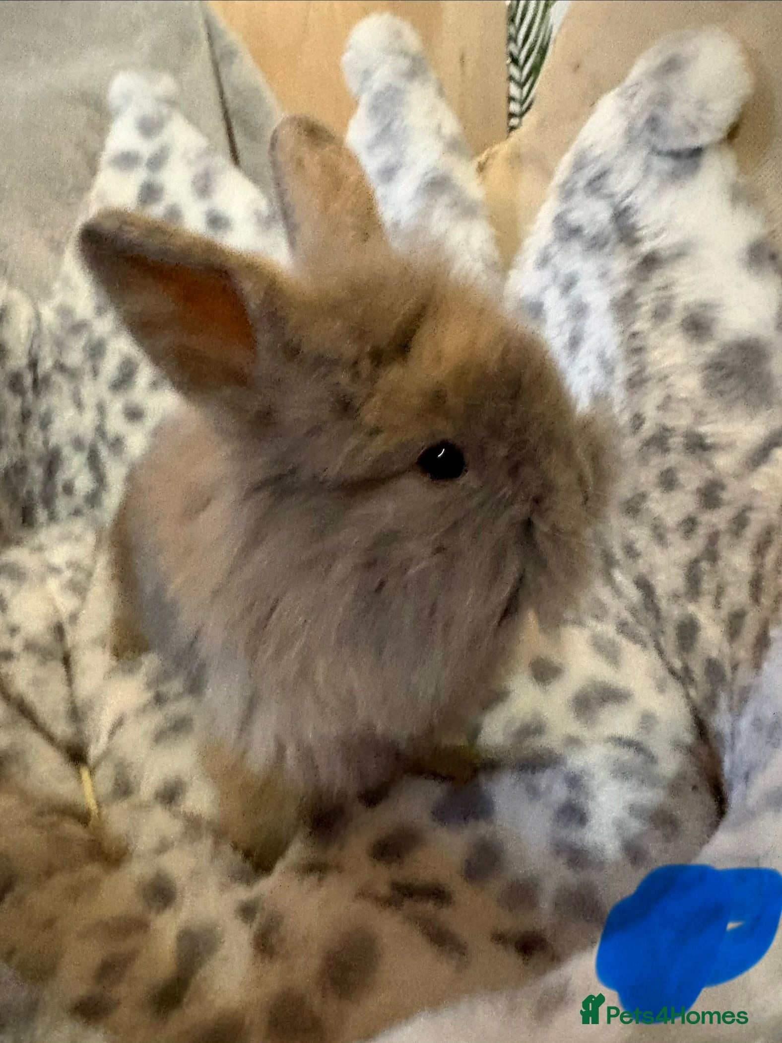 Lionhead rabbits Gorgeous bunnies for sale  - Advert 1