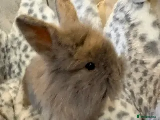 Lionhead rabbits Gorgeous bunnies for sale - Advert 1