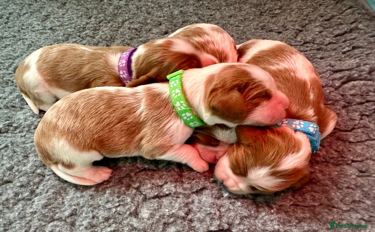 Cavalier King Charles Spaniel dogs - Advert 15