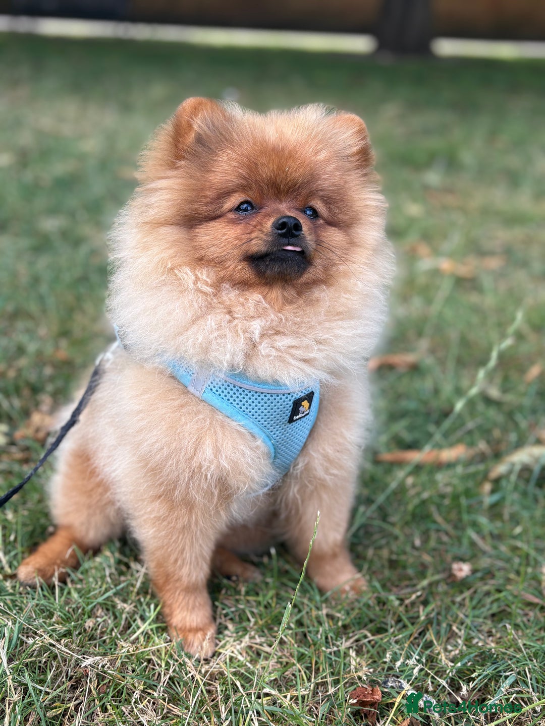 Pomeranian dogs for sale: 6 month old pomeranian  - Image 17