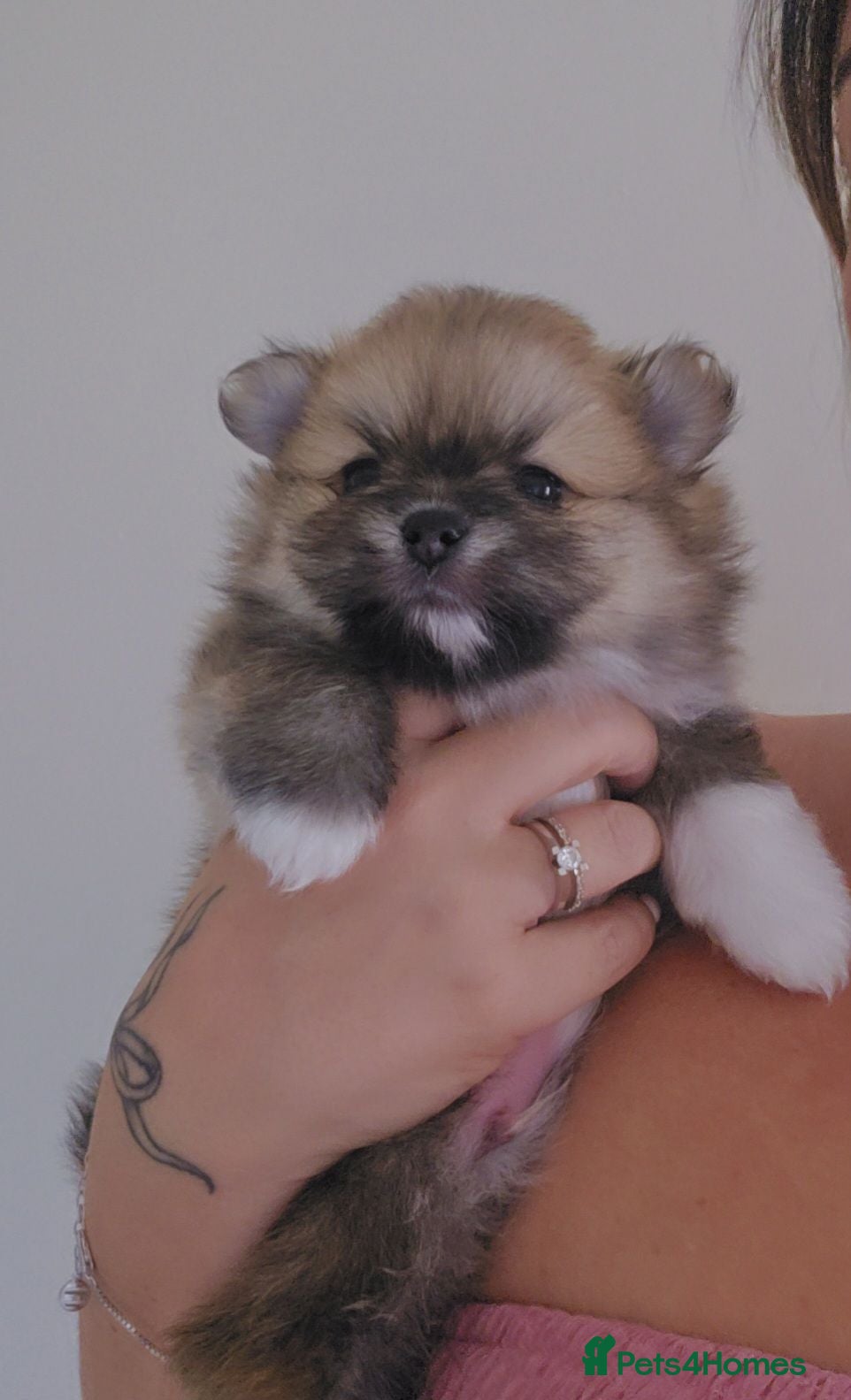 Pomeranian dogs Now only 3 teddy bears! 🐾 🐾 🐾  - Advert 2