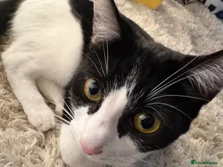 Domestic Shorthair cats Female kitten 6 months old - Advert 5