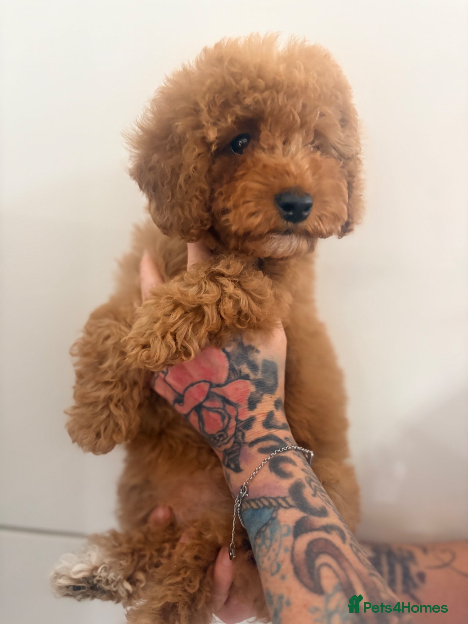 Cavapoo dogs Cavapoo Puppies **Ready for their forever homes** - Advert 4