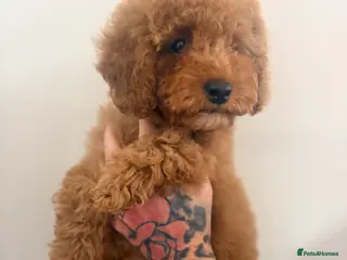 Cavapoo dogs Cavapoo Puppies **Ready for their forever homes** - Advert 4