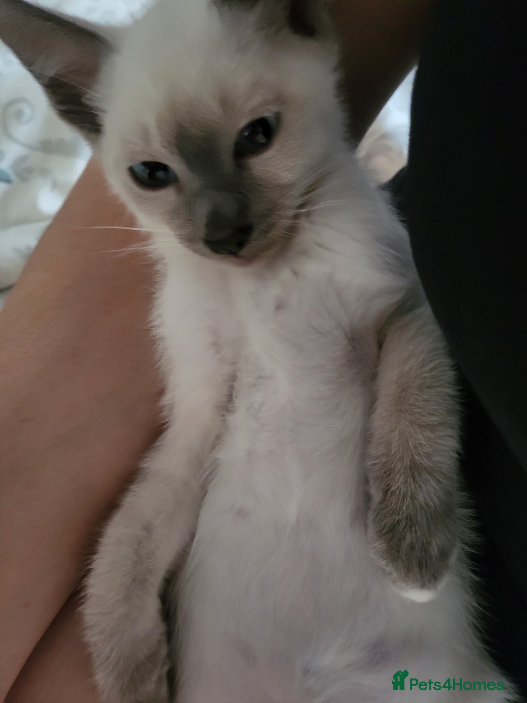 Snowshoe cats for sale: Rare Pedigree TICA Snowshoe Kittens -ONLY ONE LEFT - Advert 8