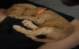 Cockapoo dogs for sale: F1bb mini cockapoo puppies  - Image 14