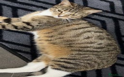 Mixed Breed cats for sale: Nala  - Image 4