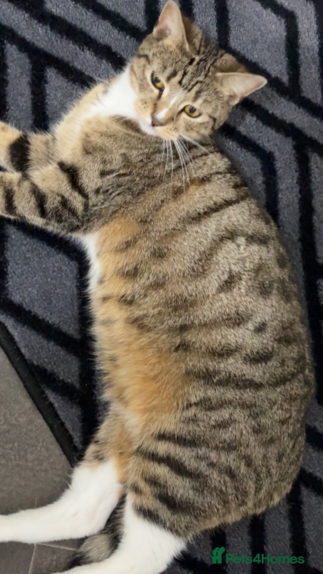 Mixed Breed cats for sale: Nala  - Image 4