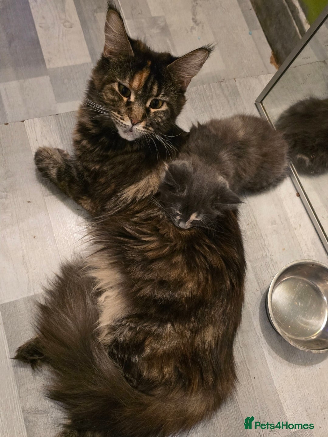 Maine Coon cats Maine coon - Advert 12