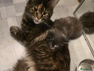 Maine Coon cats Maine coon - Advert 12