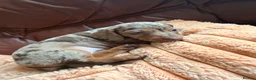 Miniature Dachshund dogs for sale: Miniature Dachshund Puppies - Advert 30