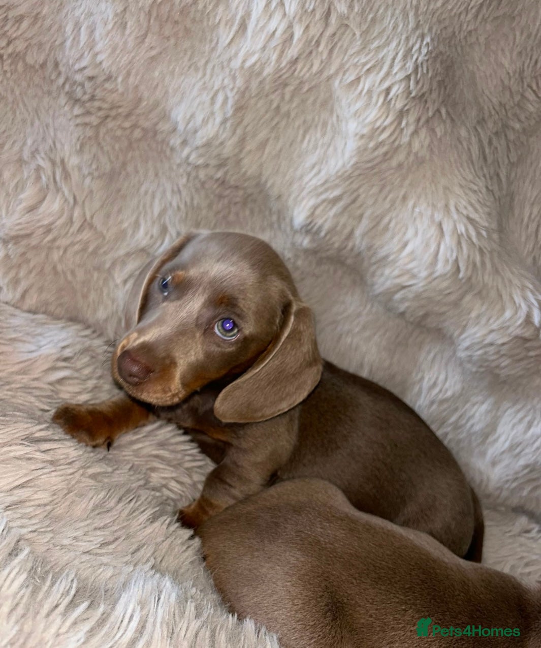 Miniature Dachshund dogs Miniature Dachshund Puppies Ready To Go - Advert 1