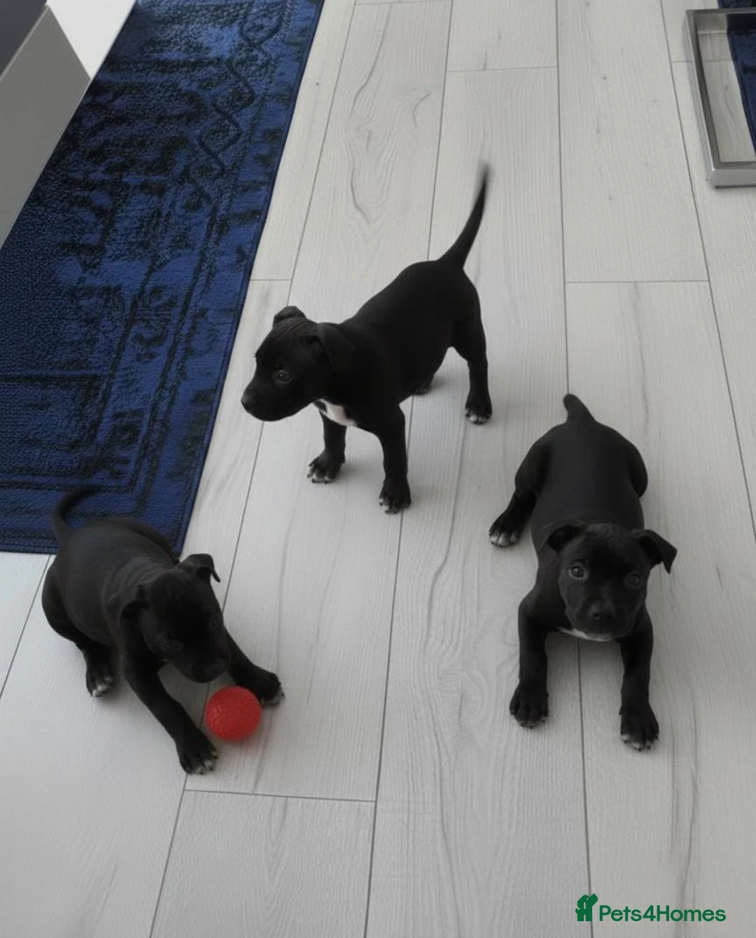 Staffordshire Bull Terrier dogs for sale: Staff puppies for sale  - Advert 1