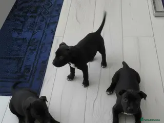 Staffordshire Bull Terrier dogs Staff puppies for sale - Advert 1