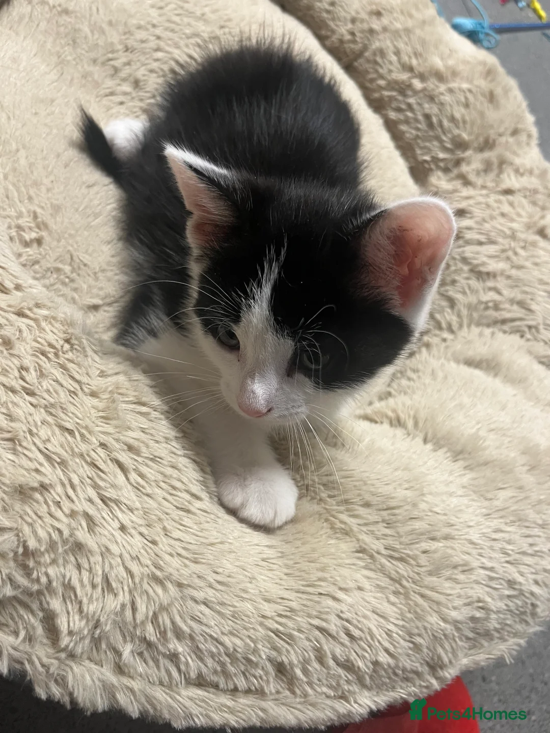 Mixed Breed cats for sale: 🐾 Stunning Tuxedo Male Kittens Available 🐾 - Advert 9