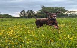 Dobermann dogs for sale: Dobermann female 5 years old READ DESCRIPTION - Image 3