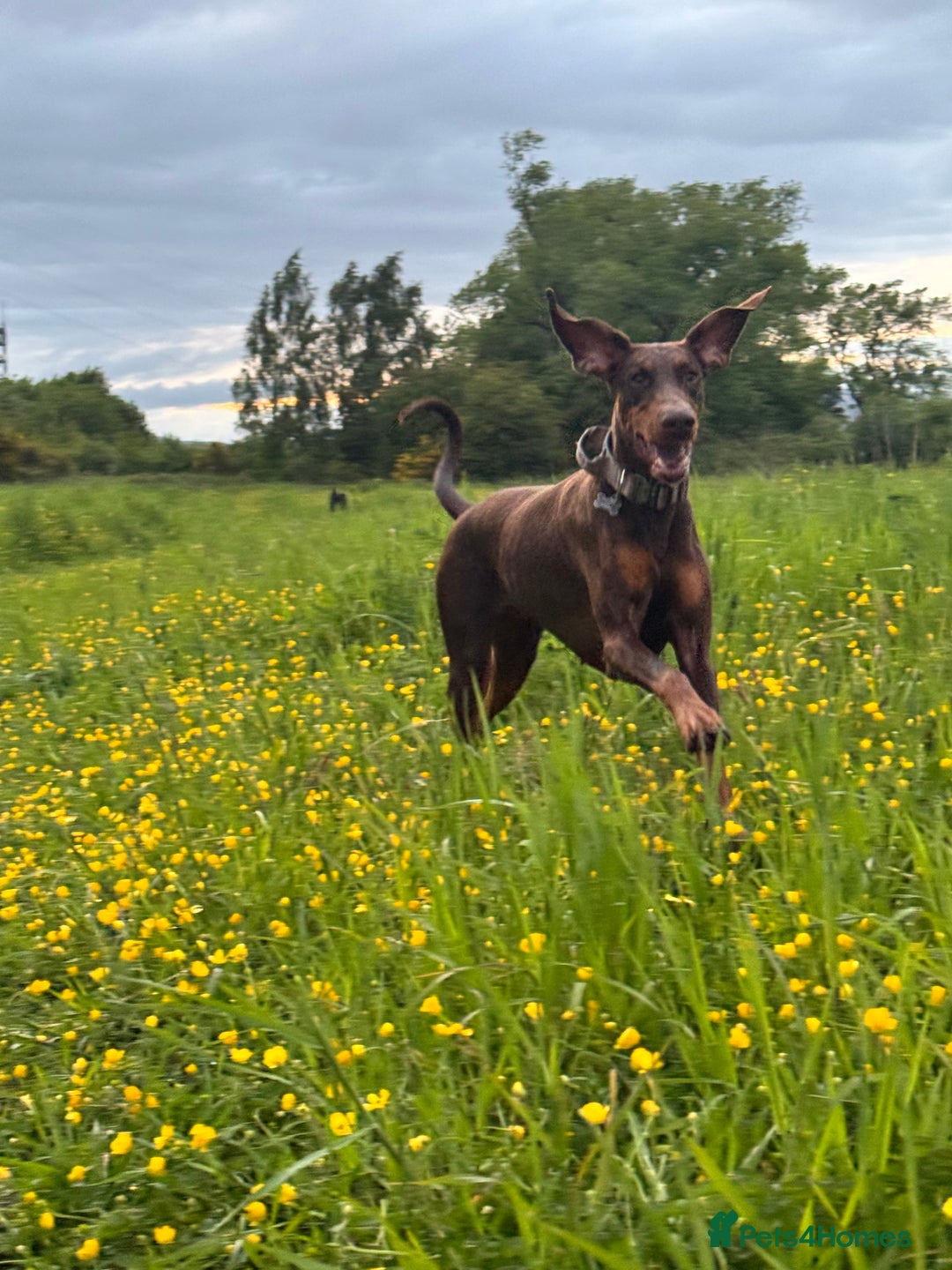 Dobermann dogs for sale: Dobermann female 5 years old READ DESCRIPTION - Image 3