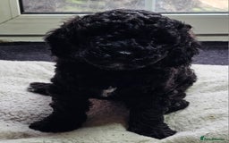 Labradoodle dogs for sale: True Multigen labradoodles  - Image 8