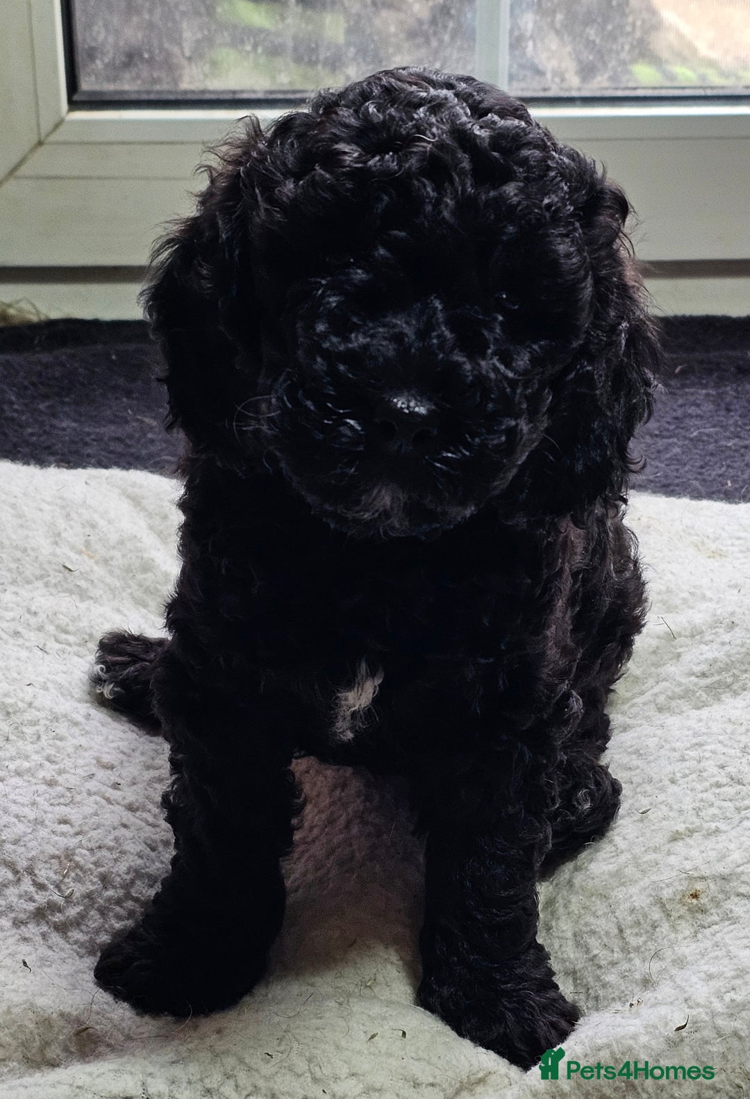 Labradoodle dogs for sale: True Multigen labradoodles  - Image 8