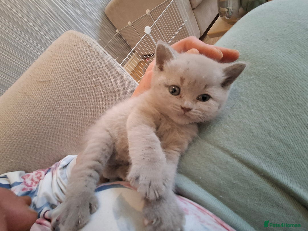 British Shorthair cats for sale: GCCF- BSH- Lilac boy and Blue girl - Advert 9