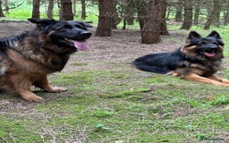German Shepherd dogs for stud: Herman Kennel Club registered GSD-stud in Doncaster - Image 7